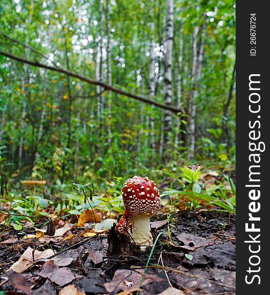 Photo of a poisonous mushroom - a red fly agaric (Amanita muscaria) - in an early stage of development. Attention: the use in food is hazardous to health!. Photo of a poisonous mushroom - a red fly agaric (Amanita muscaria) - in an early stage of development. Attention: the use in food is hazardous to health!