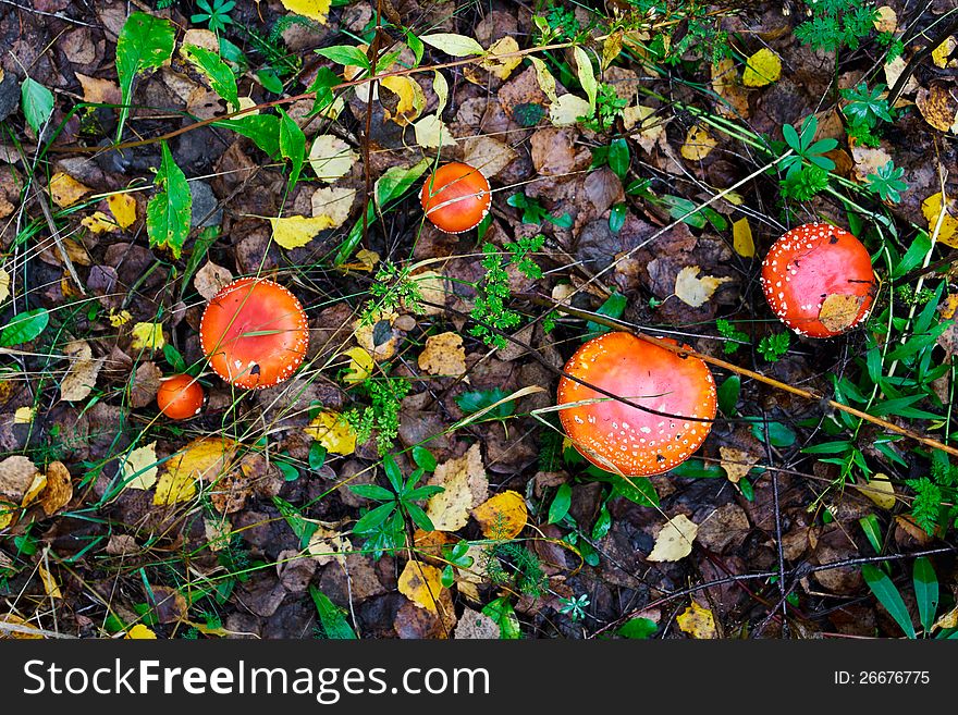 Photo of poisonous funguses - red fly-agarics (Amanita muscaria). Attention: the use in nutriment is hazardous to health!. Photo of poisonous funguses - red fly-agarics (Amanita muscaria). Attention: the use in nutriment is hazardous to health!