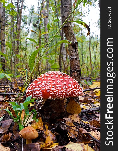 The red fly-agaric, growing in wood in the autumn