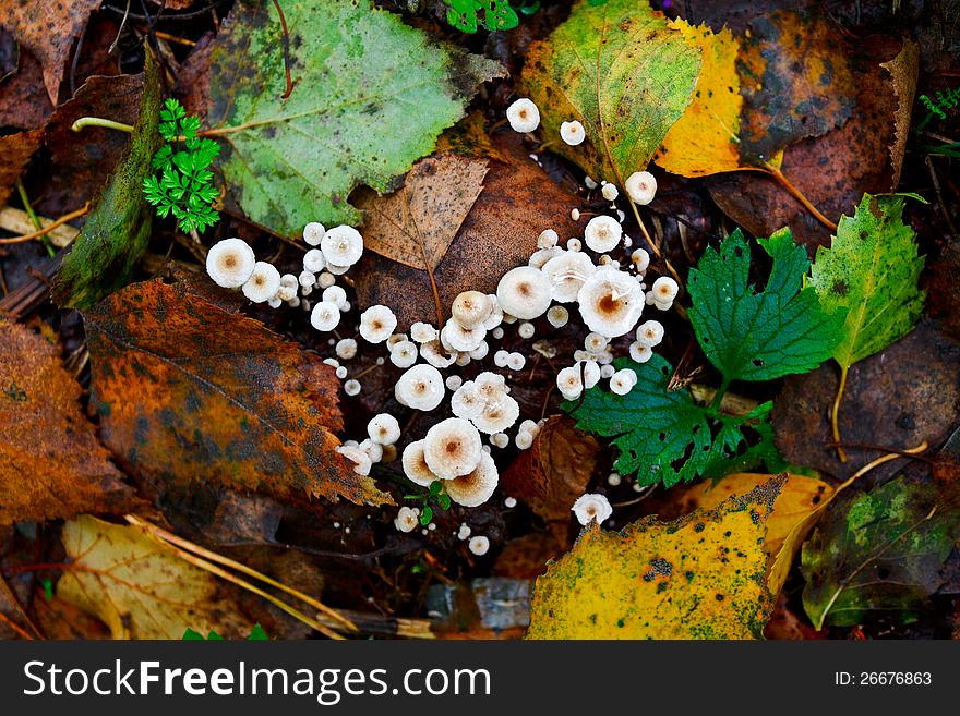 Photo of the shallow inedible mushrooms, growing bunches in Ð¾ÑÐµÐ½ÐµÐ¼ to a forest. Photo of the shallow inedible mushrooms, growing bunches in Ð¾ÑÐµÐ½ÐµÐ¼ to a forest