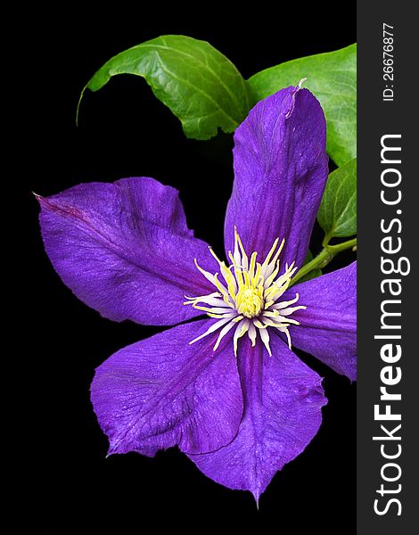 Clematis