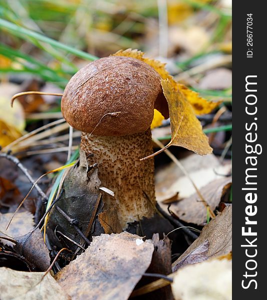 Photo of a tasty edible mushroom - an aspen mushroom red (Leccinum rufum) - at an early stage of the development growing in an autumn forest. Photo of a tasty edible mushroom - an aspen mushroom red (Leccinum rufum) - at an early stage of the development growing in an autumn forest