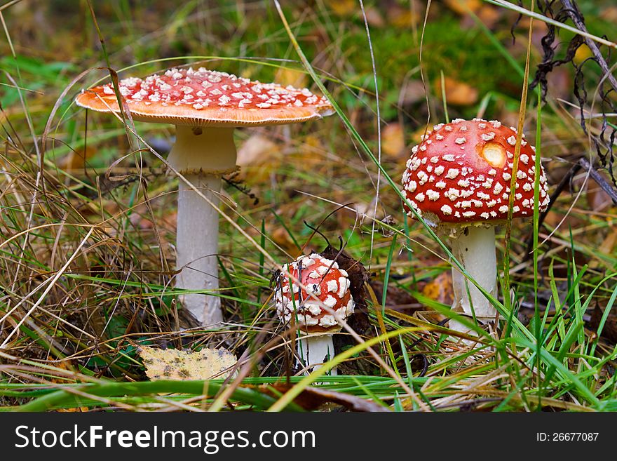 Photo of poisonous funguses - red fly-agarics (Amanita muscaria). Attention: the use in nutriment is hazardous to health!. Photo of poisonous funguses - red fly-agarics (Amanita muscaria). Attention: the use in nutriment is hazardous to health!