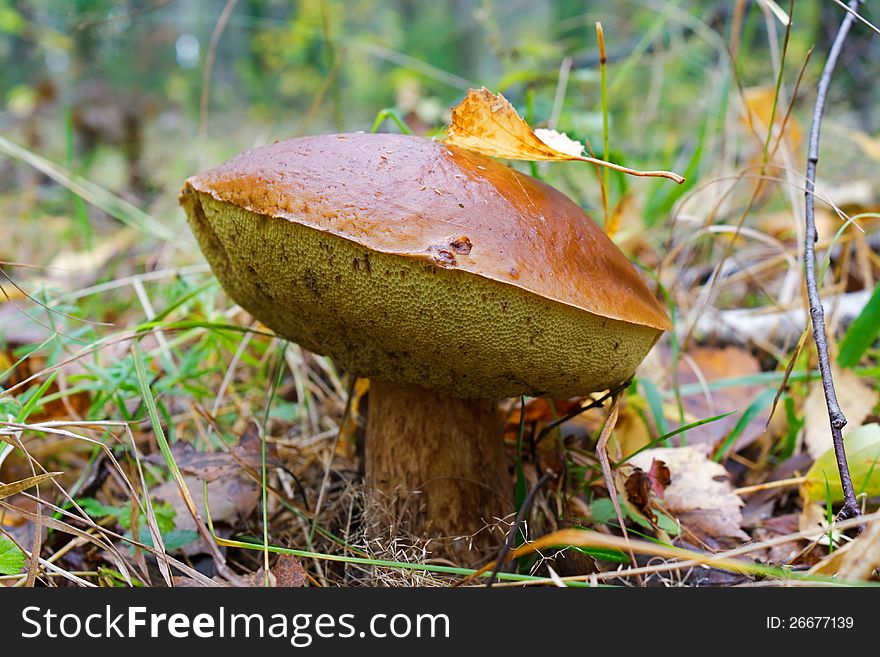 Photo of a tasty edible cepe (Boletus edulis) in a serotinal stage of development. Photo of a tasty edible cepe (Boletus edulis) in a serotinal stage of development.