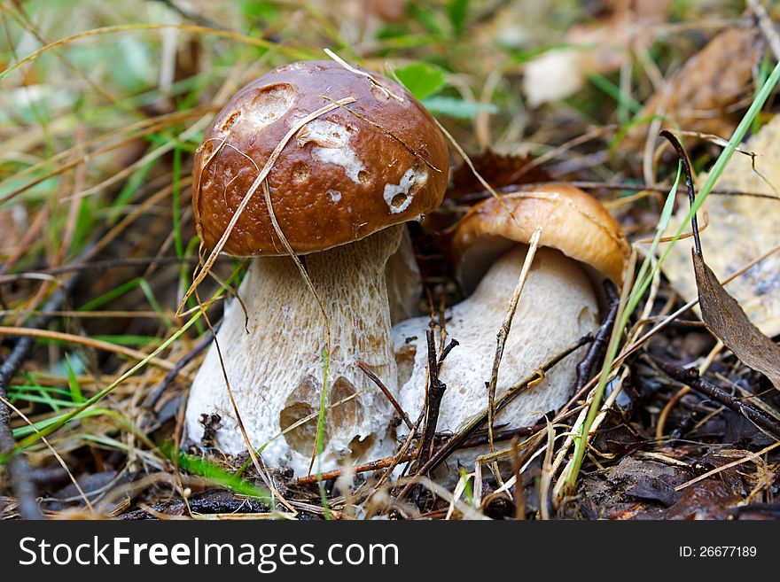 The young cepes growing in wood in the autumn