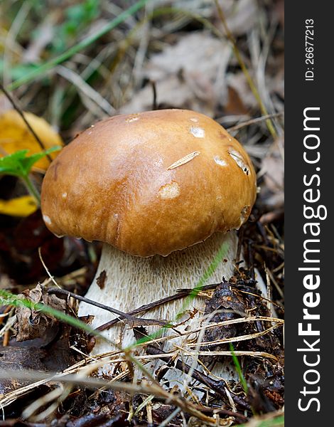 Photo of a tasty edible cepe (Boletus edulis) at an early stage of development. Photo of a tasty edible cepe (Boletus edulis) at an early stage of development.