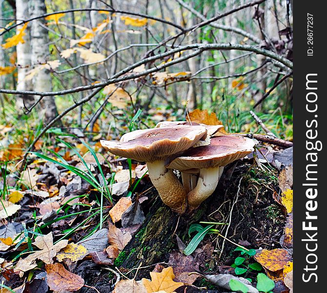 Not the edible mushrooms growing on rotten wood in an autumn forest. Not the edible mushrooms growing on rotten wood in an autumn forest