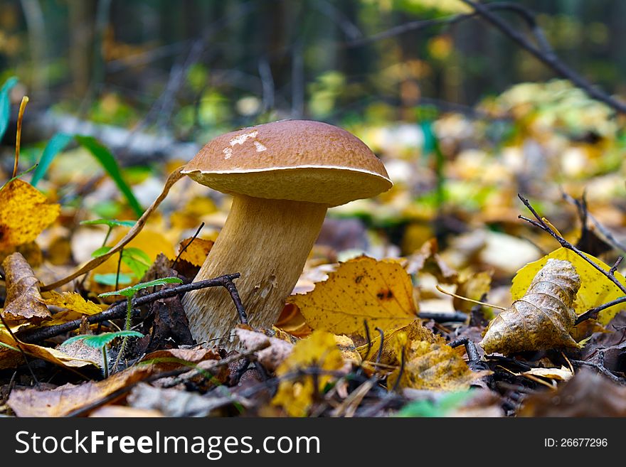 The cepe growing in wood in the autumn