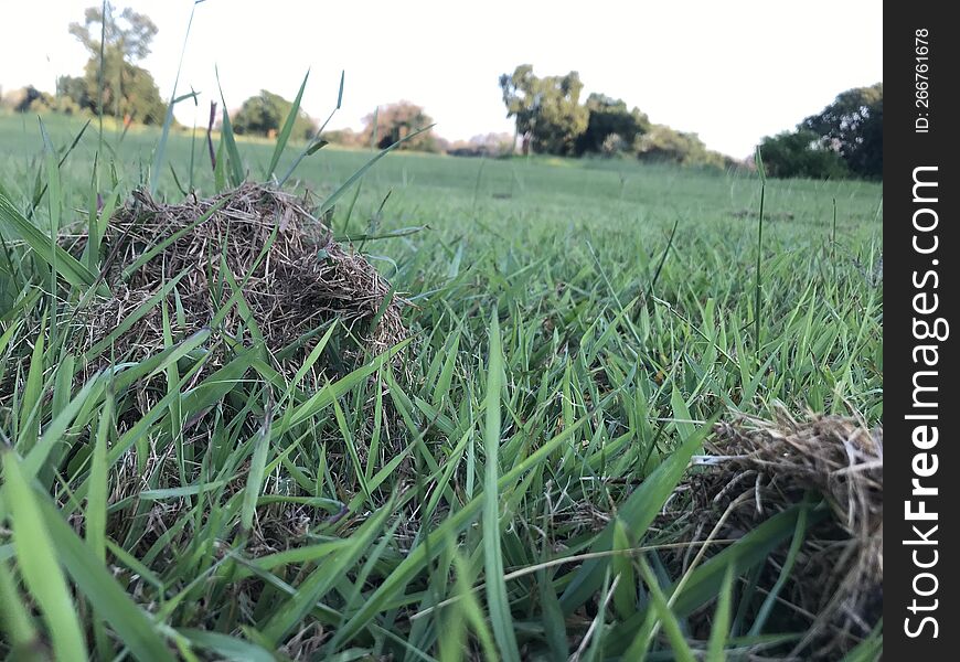 Golf Course With Tall Grass