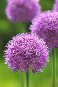 Decorative Onions. Stock Images Decorative Onions. Stock Images