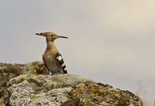 Hoopoe On Rock Royalty Free Stock Photos Hoopoe On Rock Royalty Free Stock Photos