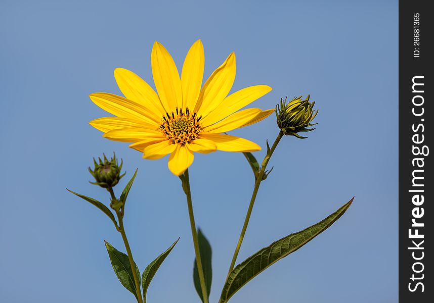 Topinambur. Jerusalem artichoke on blue sky background. Topinambur. Jerusalem artichoke on blue sky background