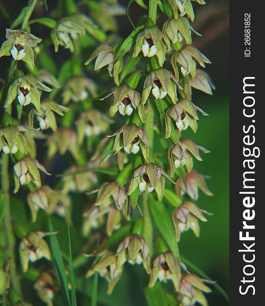 Epipactis helleborine, wild orchid closeup. Epipactis helleborine, wild orchid closeup