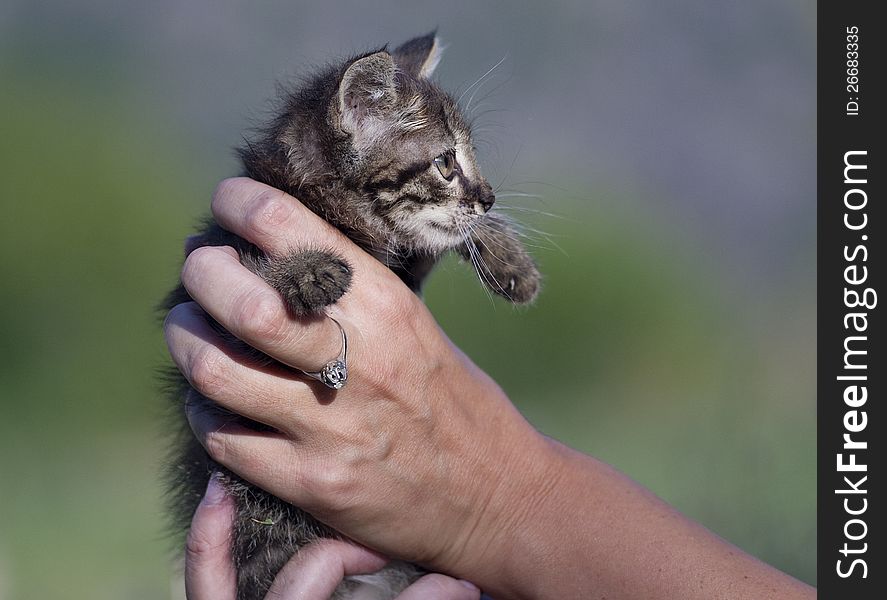 Small cat in female hands. Small cat in female hands