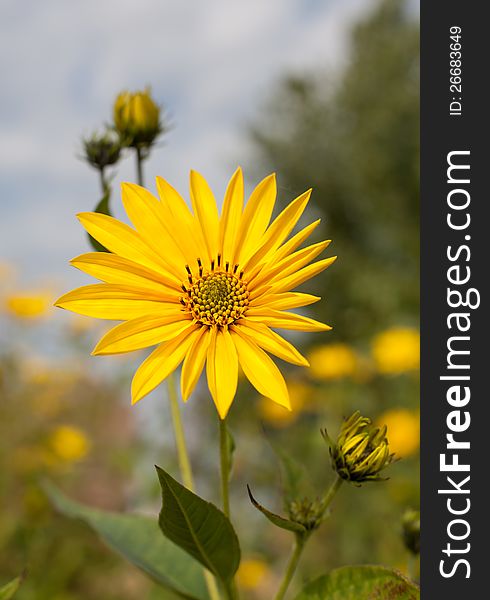 Topinambur. Jerusalem artichoke on soft nature background