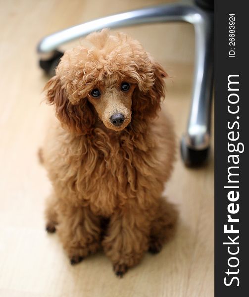 Toy poodle sits on a floor
