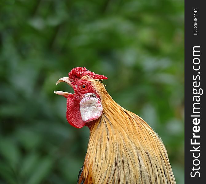 A profile of a rooster, zoo Jihlava, Czech Republic.