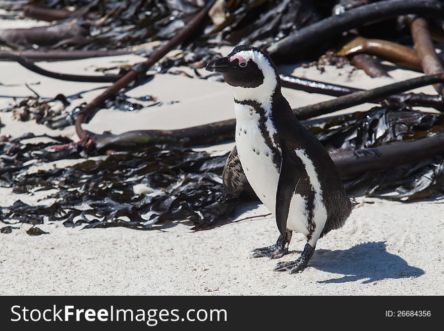 The small black Cape penguin seem to have lost his way. The small black Cape penguin seem to have lost his way.