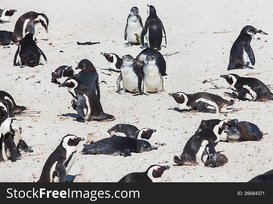 The two very old penguins are seen as the leaders of the group. The two very old penguins are seen as the leaders of the group.