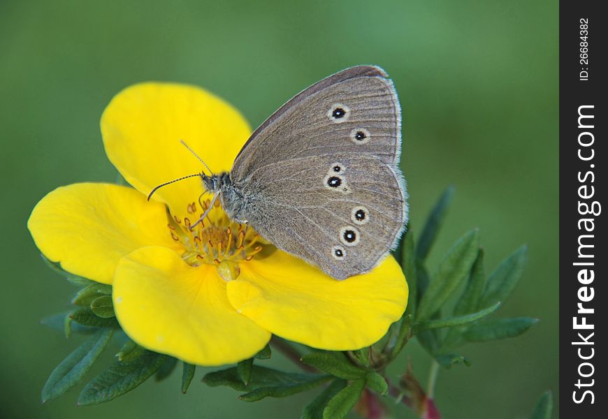 Butterfly on yellow flower cinquefoil. Butterfly on yellow flower cinquefoil