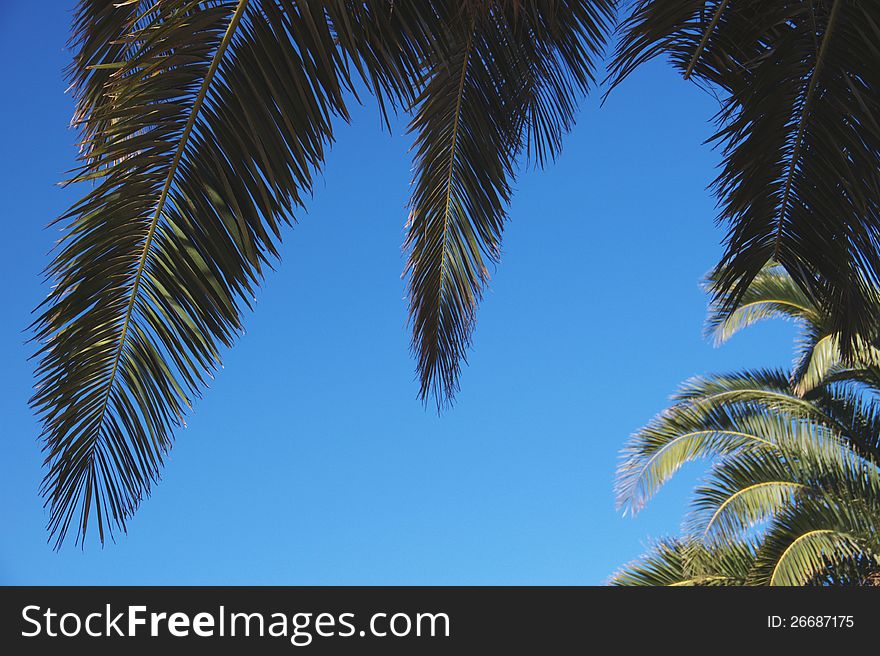 The leaves of palm trees in summer. The leaves of palm trees in summer