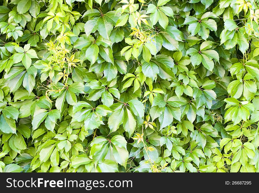 Green leaf -detail of nature in spring