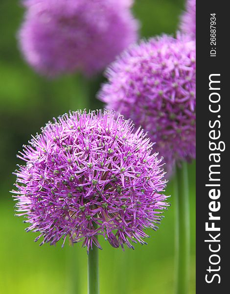 A blossoming flower of decorative onions in a summer garden. A blossoming flower of decorative onions in a summer garden.