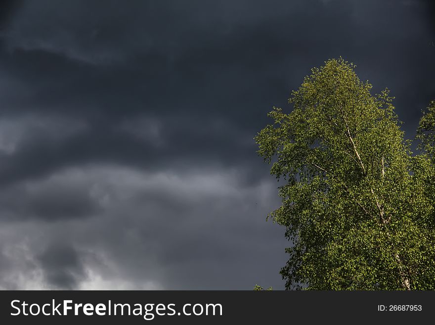 A birch shined with sun beams against thunderclouds. A birch shined with sun beams against thunderclouds.