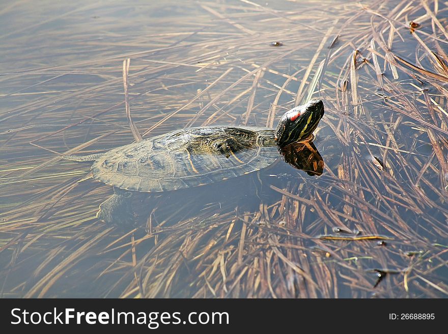 A red cheek tortoise in a small moor lake in Bavaria (Germany)
