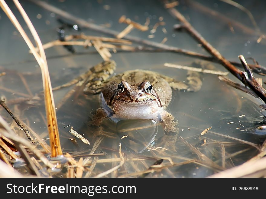 A female grass frog in a pool