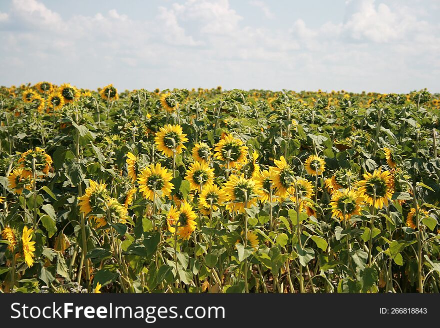 A field of sunflowers with a blue sky