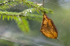 Leaf Trapped In Spider Web Stock Photo