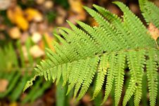 Autumn Fern Leaf In The Forest Royalty Free Stock Image