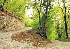 Road In Forest Royalty Free Stock Photos Road In Forest Royalty Free Stock Photos