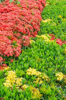 Red Ixora Background Royalty Free Stock Images Red Ixora Background Royalty Free Stock Images