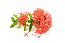Red Ixora Royalty Free Stock Photo Red Ixora Royalty Free Stock Photo
