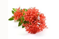 Red Ixora Stock Photography Red Ixora Stock Photography