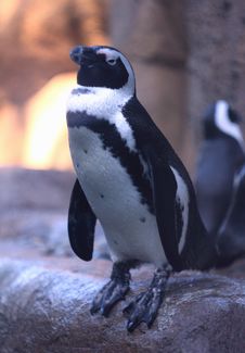 Humboldt Penguin Stock Photography Humboldt Penguin Stock Photography