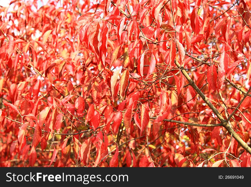 Red leaves in autumn close-up