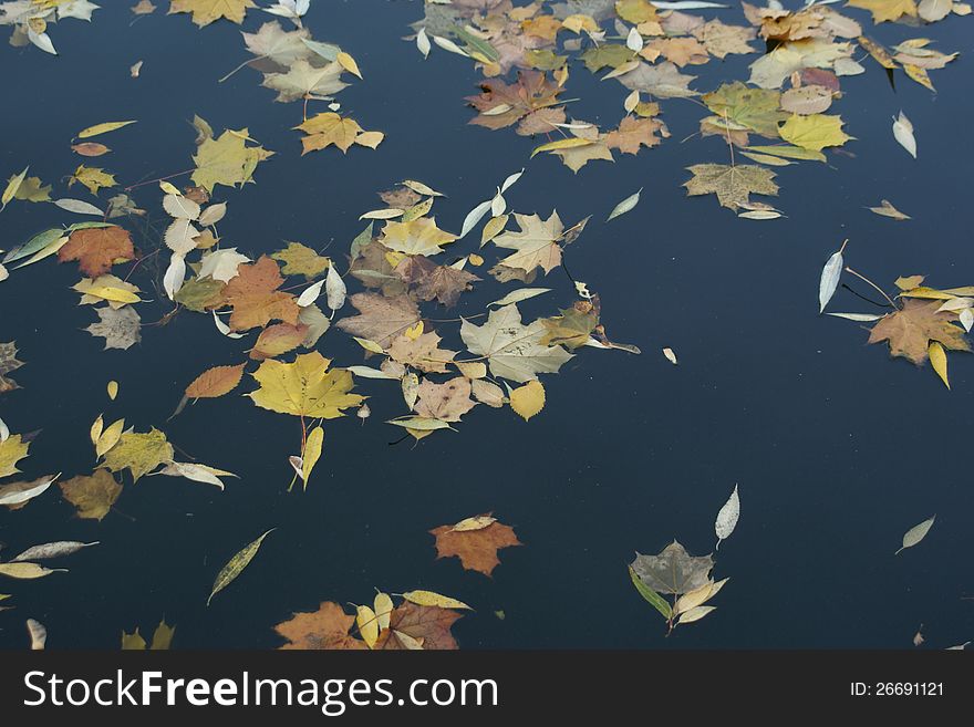 Autumn leaves  on the water
