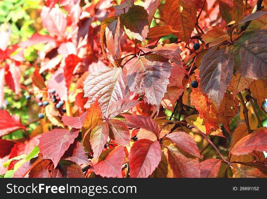 Red leaves in autumn close-up