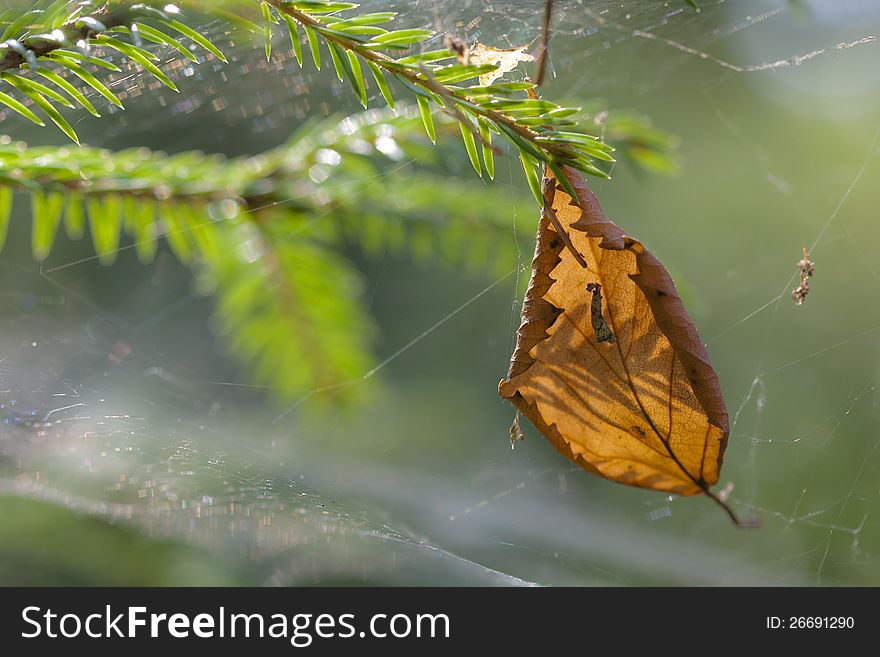 Backlighted brown desiccated leaf trapped in spider web