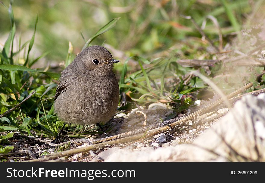 Black redstart &#x28;Phoenicurus ochruros&#x29; on the grass