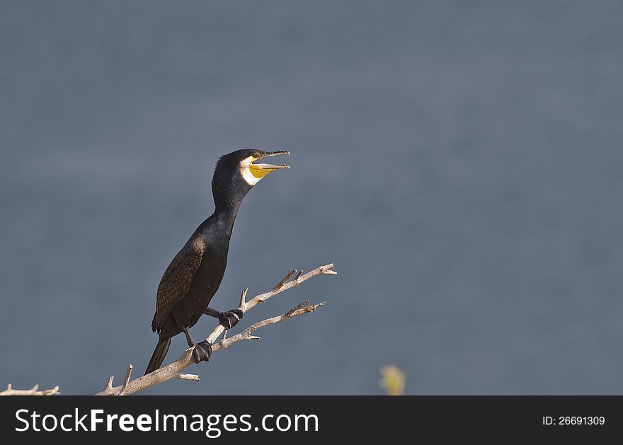 Great cormorant &#x28;Phalacrocorax carbo&#x29; singing on a branch of a tree