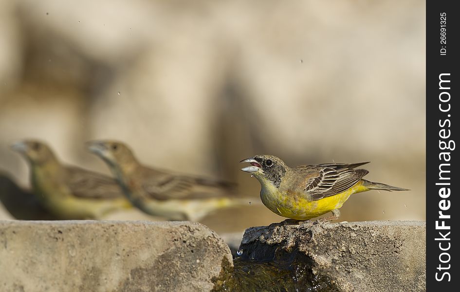 Black-headed bunting &#x28;Emberiza melanocephala&#x29; drinking water from a fountain