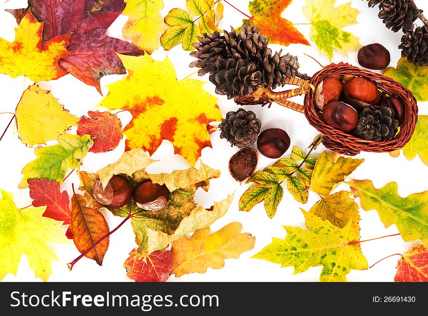 Background of colorful autumn leaves, chestnuts and cones on white