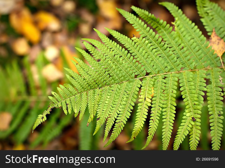 Autumn Fern Leaf In The Forest