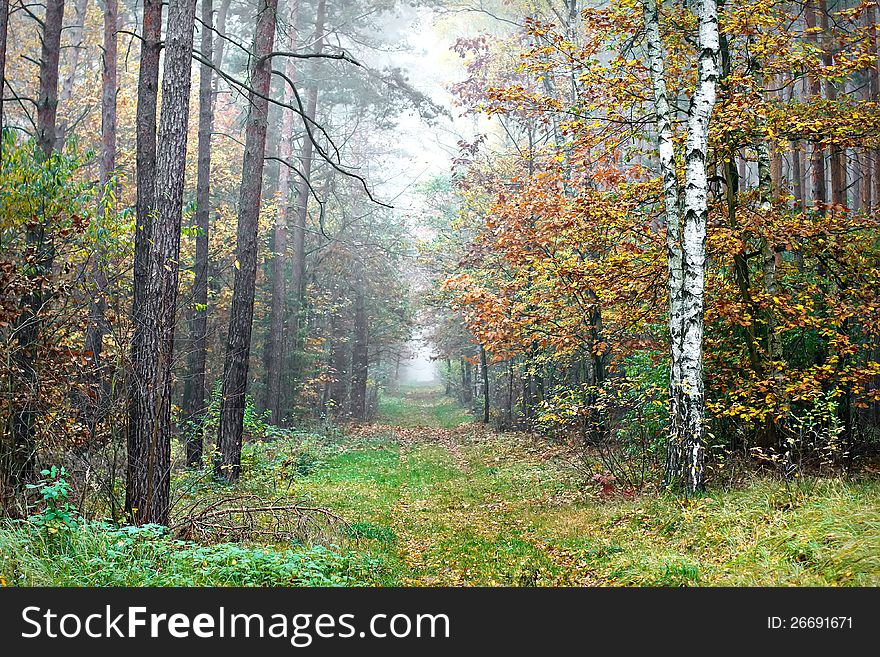 Autumn landscape - path, forest and fog. Autumn landscape - path, forest and fog