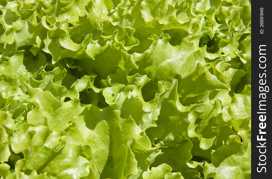 Green leaves of lettuce closeup