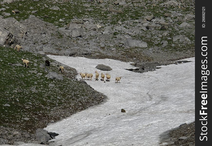 Sheep herd in the Alps. Sheep herd in the Alps.